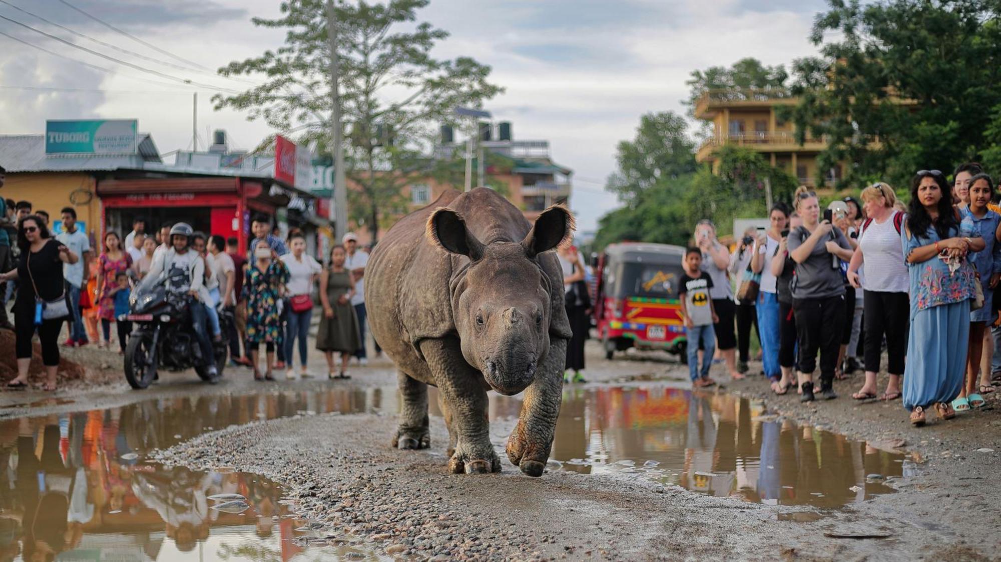 Chitwan Gaida Lodge - Animal Lovers & Birdwatchers Paradise سوراها المظهر الخارجي الصورة